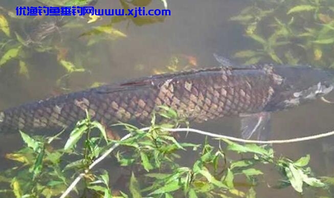 野钓草鱼鲤鱼方法和技巧（野钓草鱼鲤鱼需要知道这三点）