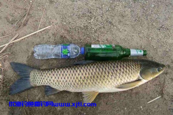 夏季钓鱼天气钓位的选择及饵料搭配（夏天钓鱼早上、晚上要钓浅）