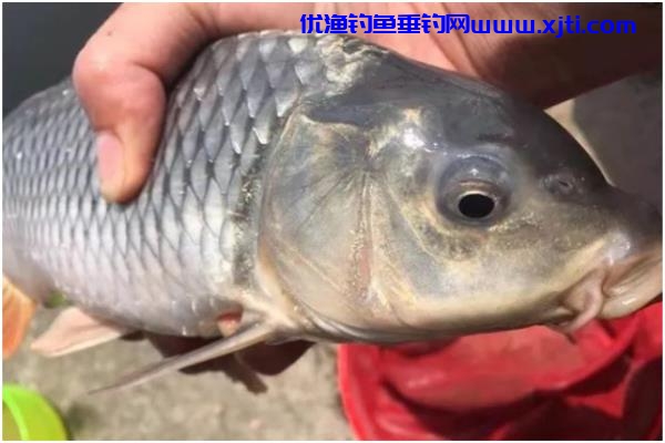 冬天钓鲤鱼钓位和饵料的选择（冬天钓鲤鱼最好的方法）