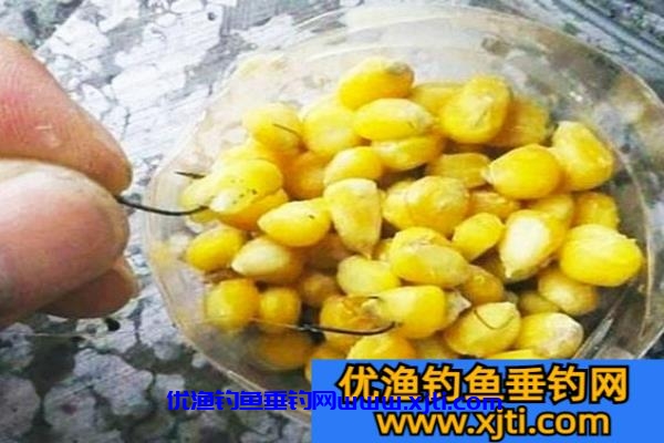 自制玉米饵料泡制方法窍门（民间自制老玉米饵料的做法）