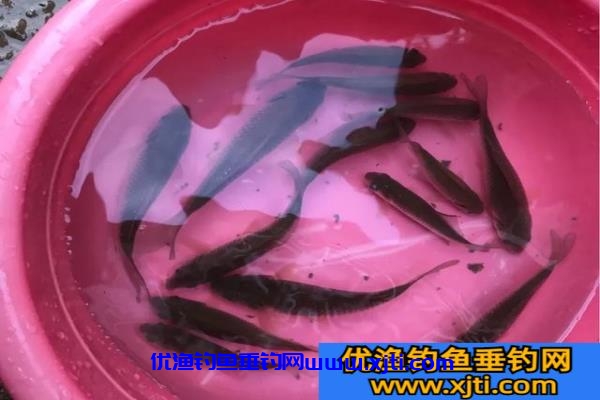 新手学钓鱼如何正确使用鱼竿（新手钓鱼怎么使用鱼竿和鱼饵料）