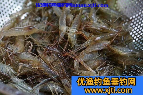 如何使用河虾钓鱼饵料（用河虾钓鱼技巧）